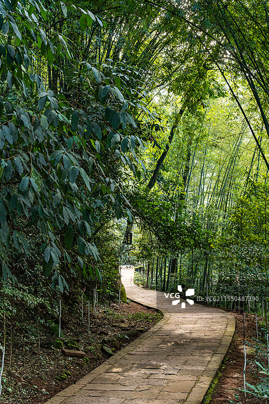 青神县中岩寺竹林里蜿蜒的小路图片素材