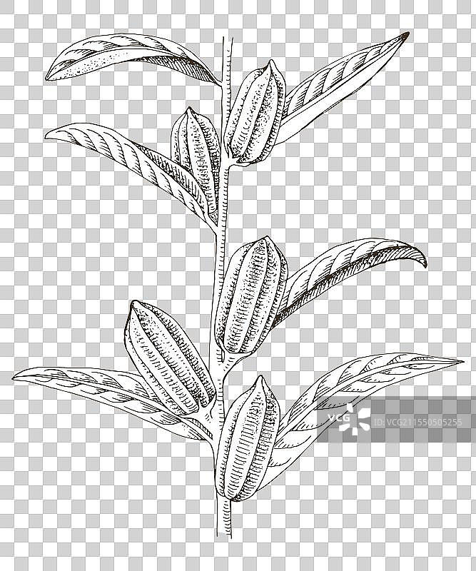 手绘芝麻植物图片素材