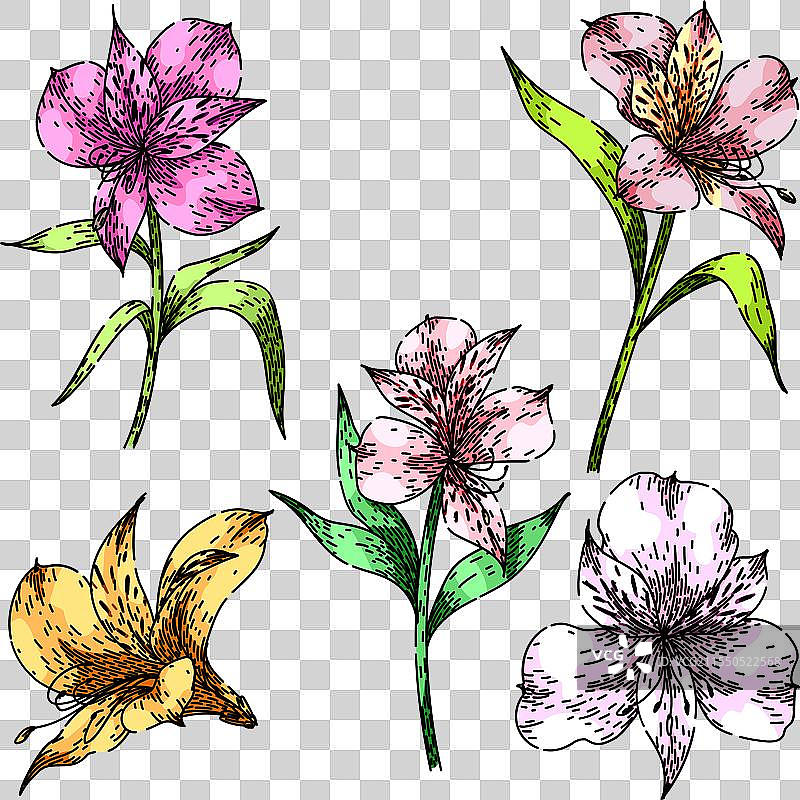 手绘的百合花草图图片素材