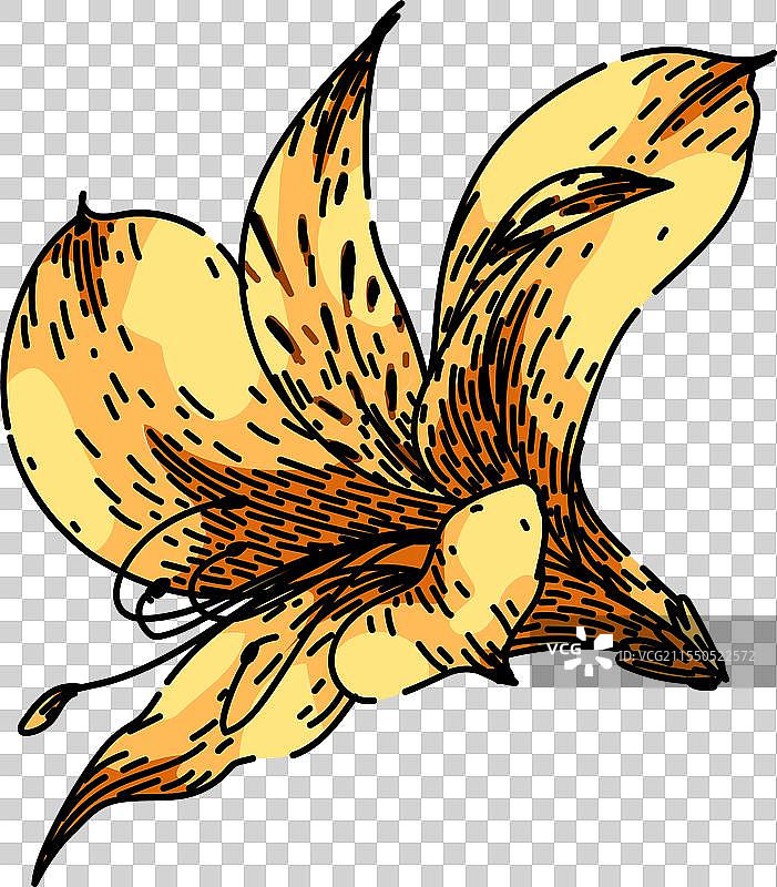 手绘百合和阿斯特梅里亚素描图片素材