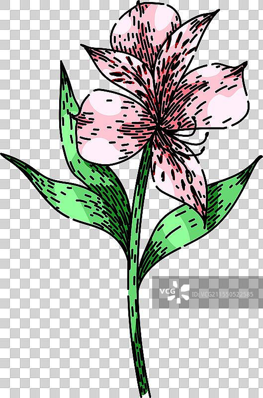 手绘的百合花草图图片素材