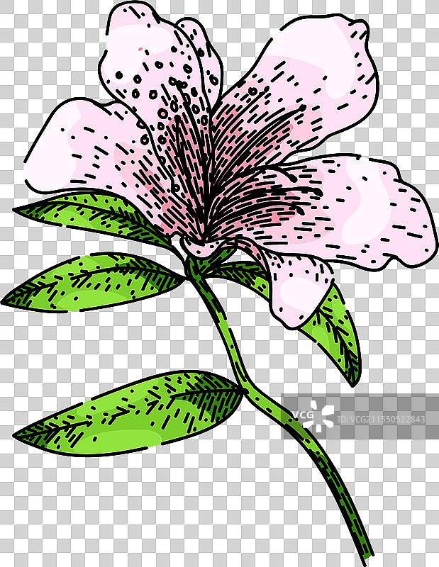 手绘的杜鹃花素描图片素材