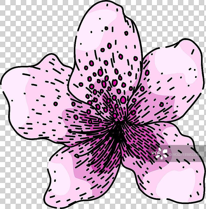 手绘的杜鹃花草图图片素材