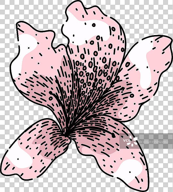 手绘杜鹃花灌木素描图片素材