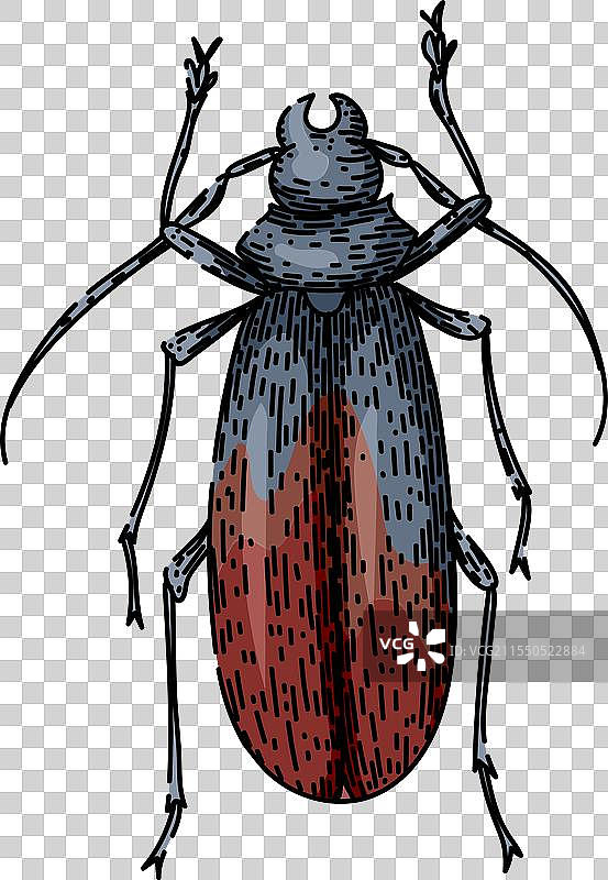 手绘的圣甲虫素描图片素材