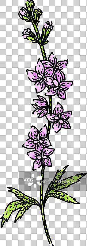 手绘的蓝铃花素描图片素材