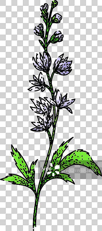 手绘的飞燕草花卉素描图片素材