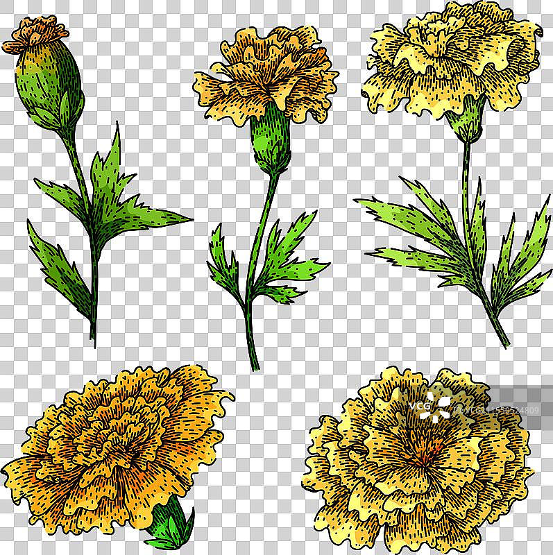 万寿菊套装素描手绘图片素材
