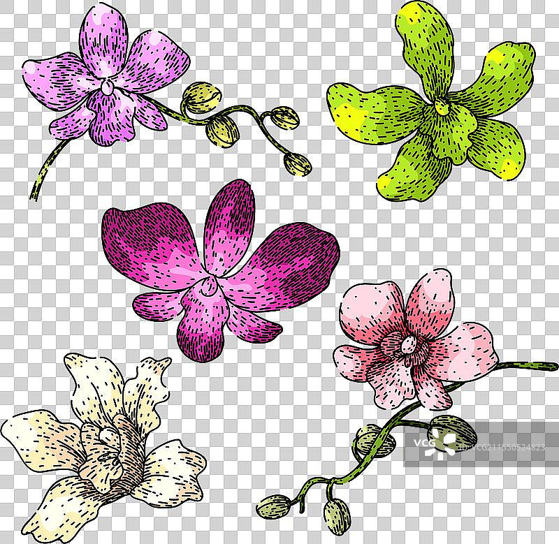 手绘兰花套装素描图片素材