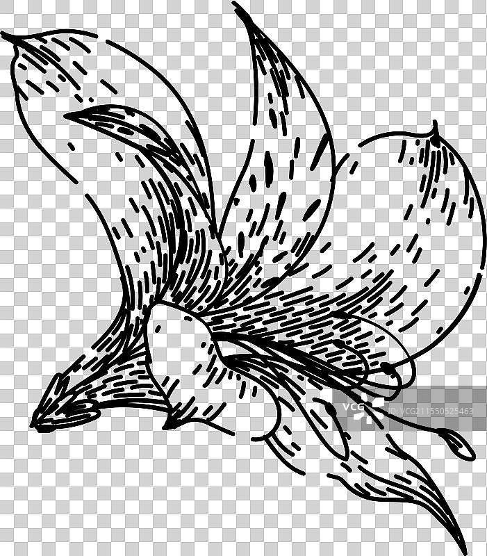 百合和阿斯特梅里亚的手绘素描图片素材