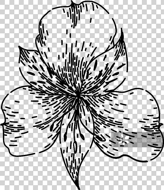 手绘的阿斯特罗梅里亚花草图图片素材