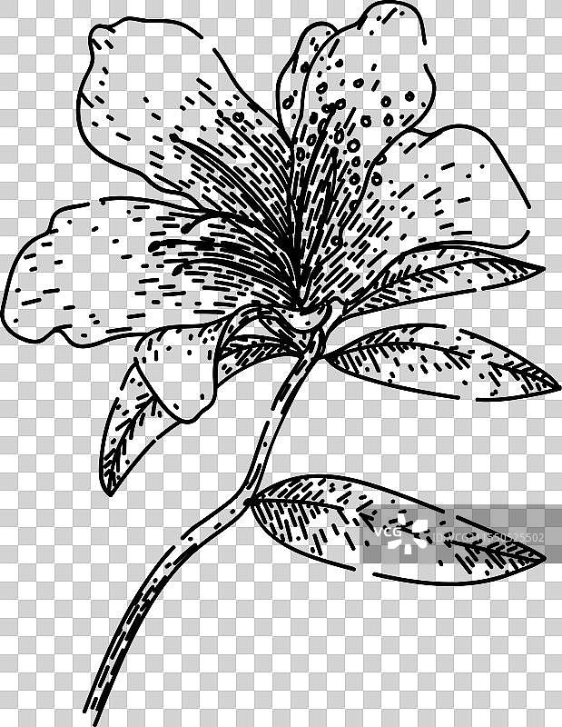 手绘的杜鹃花素描图片素材