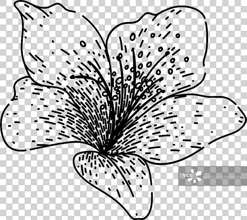 手绘花园杜鹃花素描图片素材