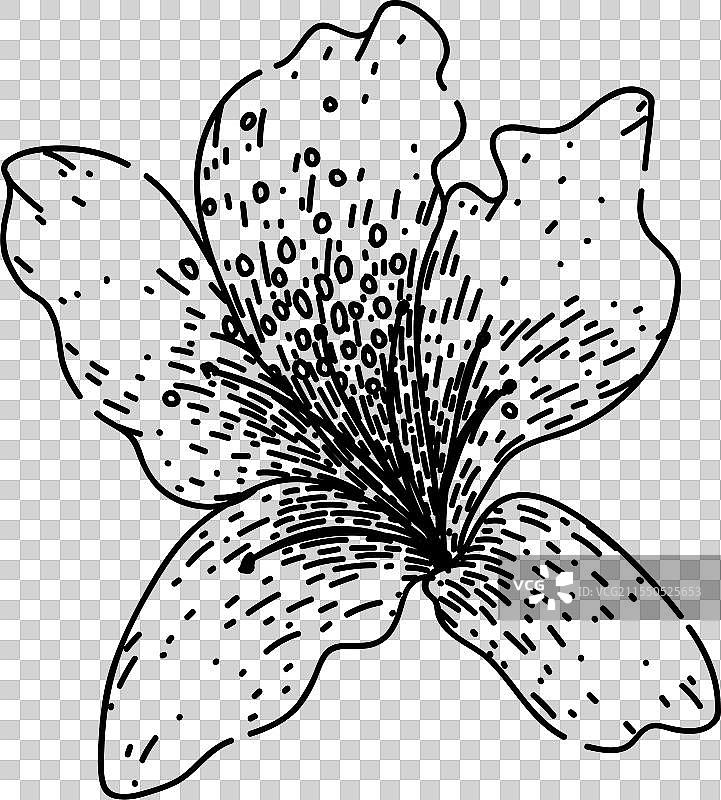 手绘杜鹃花灌木素描图片素材