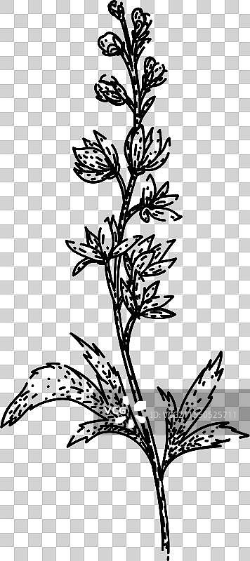 手绘的飞燕草花卉素描图片素材
