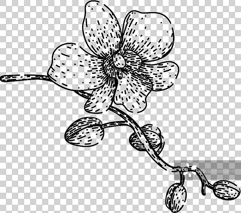 手绘的卡特莱亚兰花素描图片素材