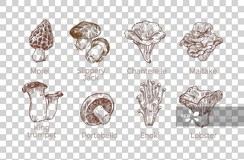 蘑菇素描图集2图片素材
