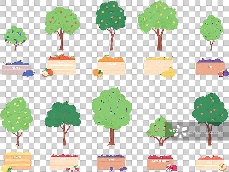木箱中的水果树和水果收获图片素材