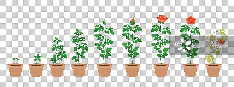 一盆玫瑰的各个生长阶段图片素材