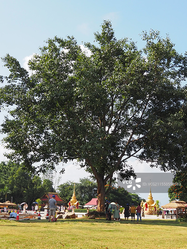 2024年11月5日云南西双版纳勐泐文化园山顶大佛寺门前的大树图片素材
