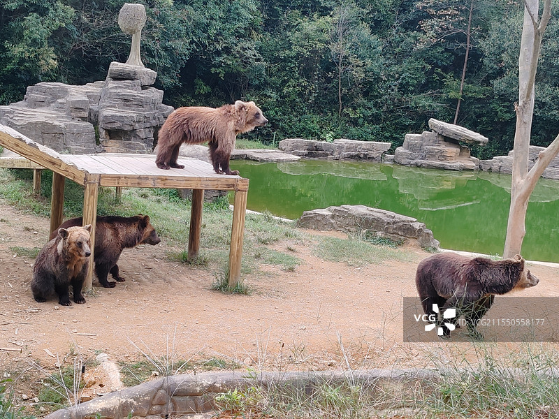 杭州野生动物世界的棕熊图片素材