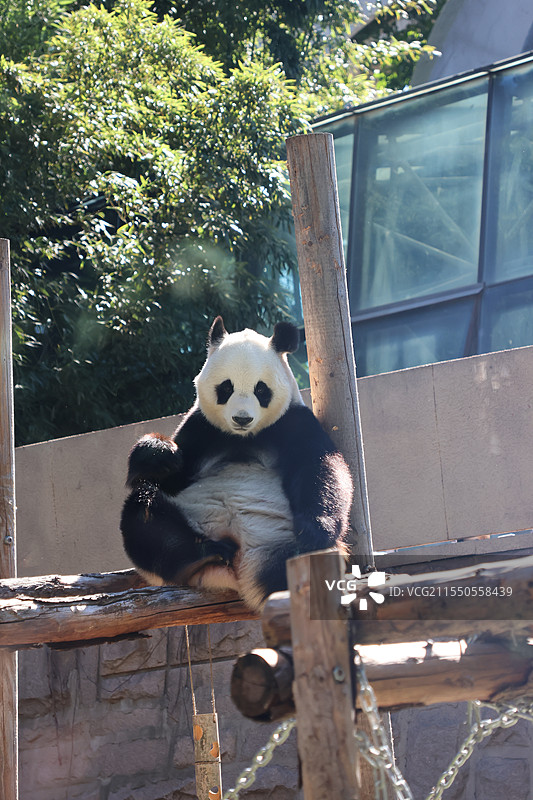 北京动物园大熊猫图片素材
