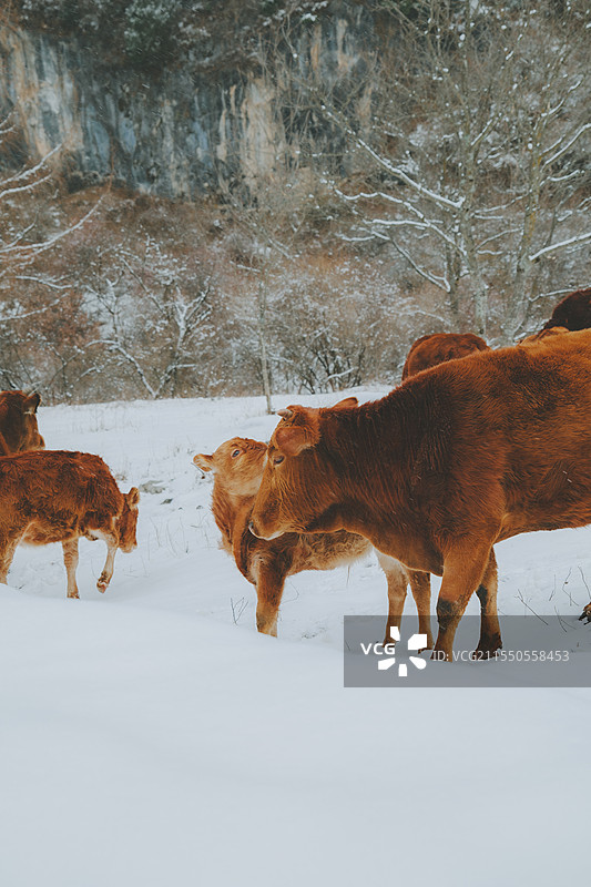 雪地中牛犊与母牛相互舔舐图片素材