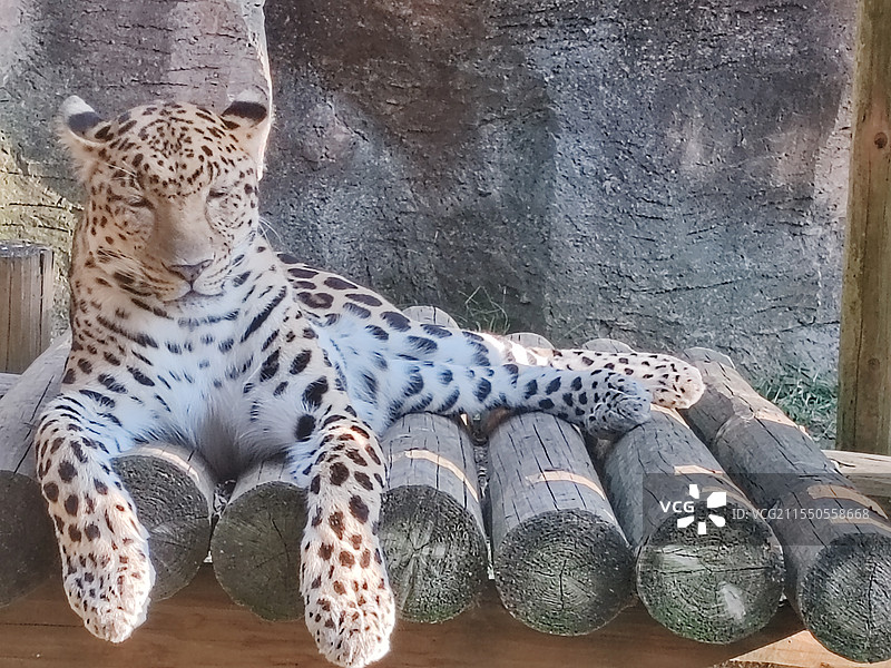 杭州野生动物园一只美洲杯正在休息图片素材