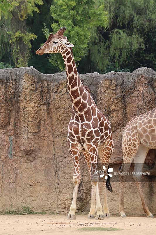 杭州野生动物世界的长颈鹿图片素材