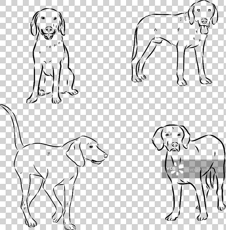 快乐的美国狐狸猎犬在偷看图片素材