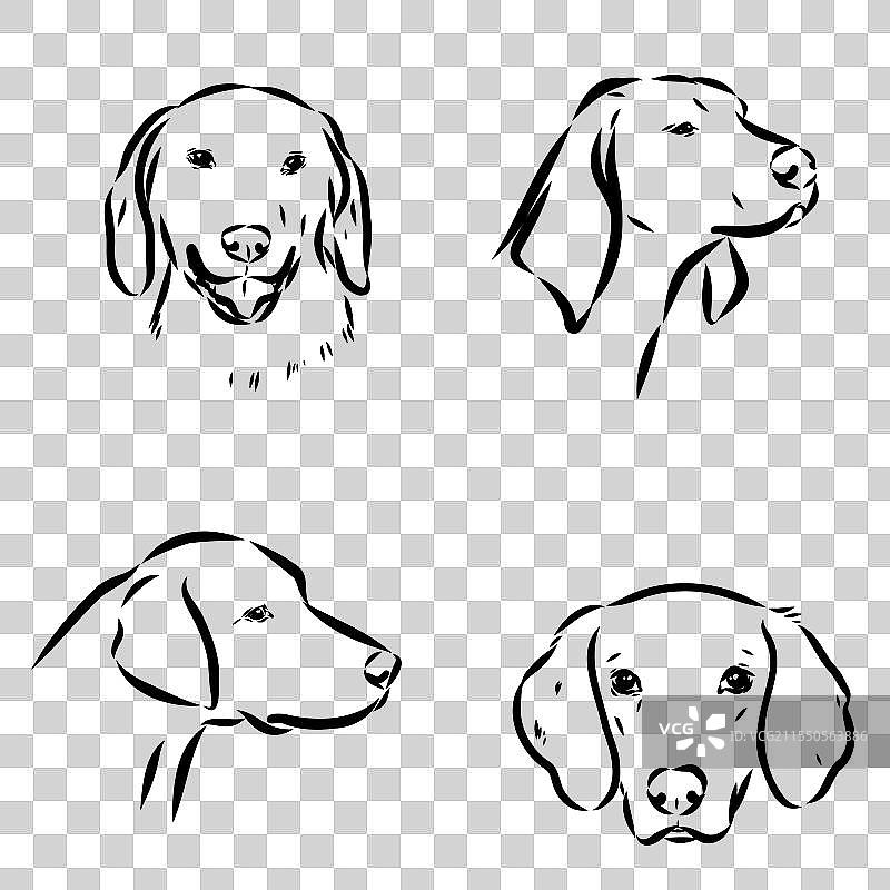 快乐的美国猎狐犬在偷看图片素材