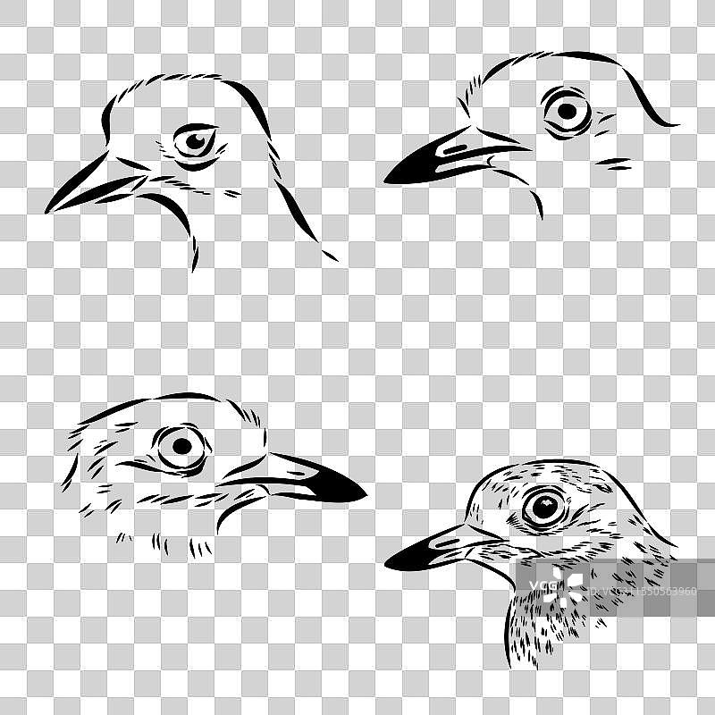 手绘可爱的鸻鸟卡片，美丽的动物图片素材