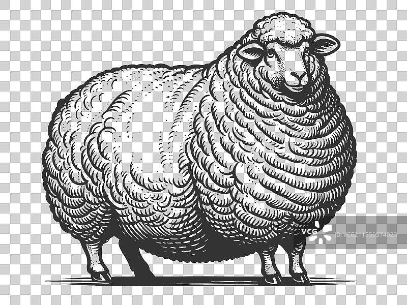 带有羊毛纹理的羊雕刻图片素材