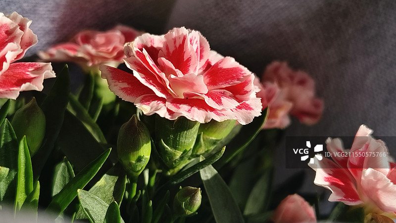 康乃馨盆栽图片素材