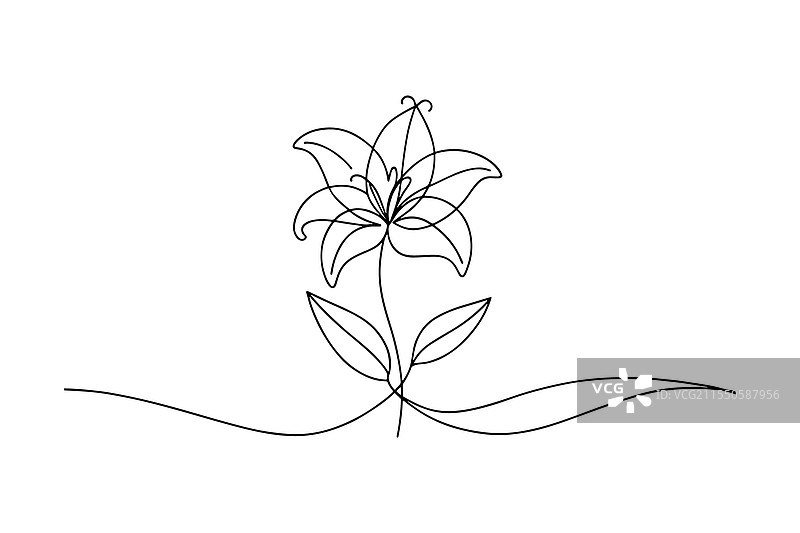 百合花连续线条艺术平面图图片素材