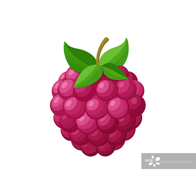 洛根莓水果孤立在白色背景上图片素材