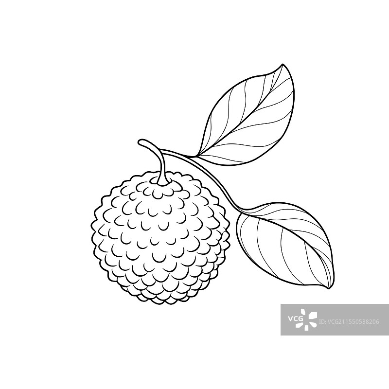 荔枝果实与叶子的连续线条艺术平面图图片素材