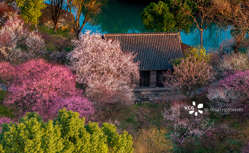 西溪湿地梅花航拍图片素材