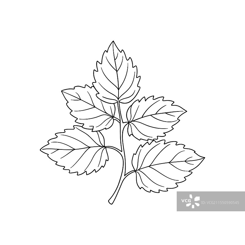 广藿香叶连续线条艺术平面图图片素材