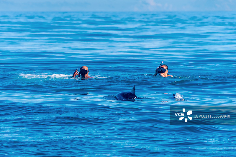非洲毛里求斯海豚湾浮潜观海豚图片素材