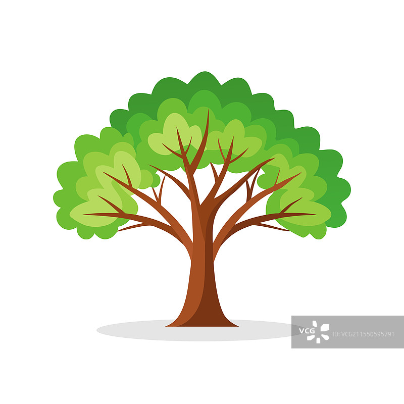 孤立在白色背景上的服务莓槐树图片素材