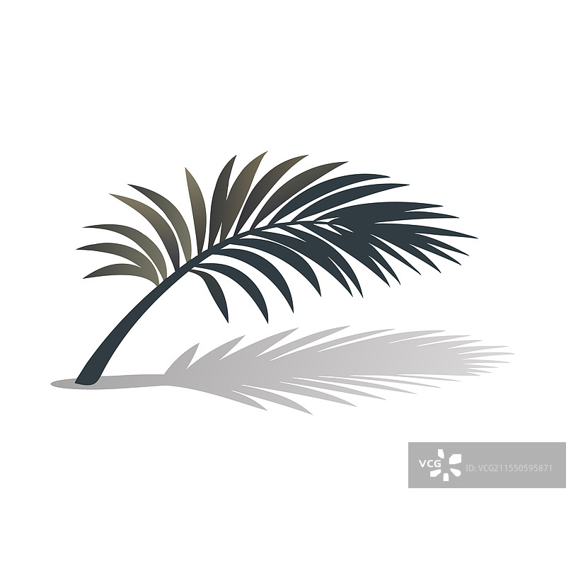 孤立在白色背景上的棕榈叶阴影图片素材