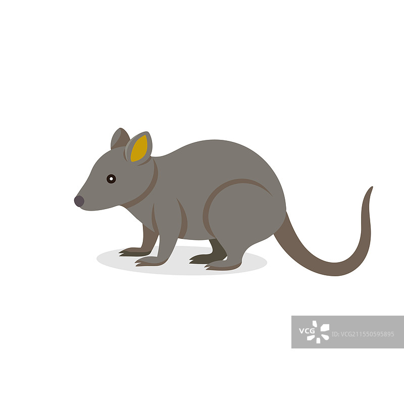 孤立的鼩鼱，平放在白色背景上图片素材