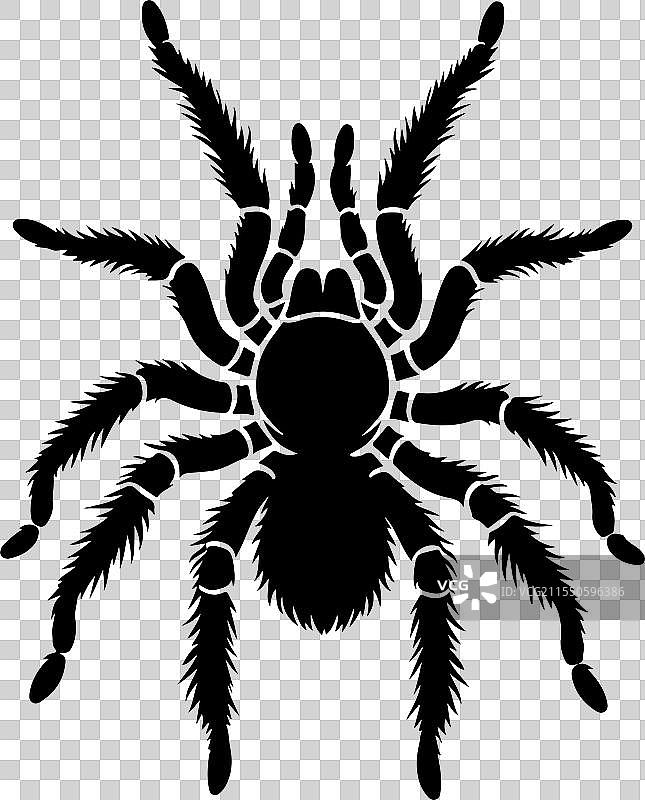 蜘蛛剪影艺术图片素材