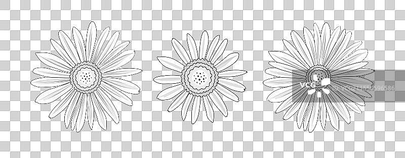 孤立的黑白描边雏菊和洋甘菊图片素材