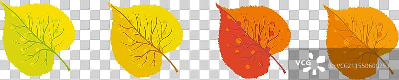 一组秋天的菩提树叶，黄色、橙色和红色。图片素材