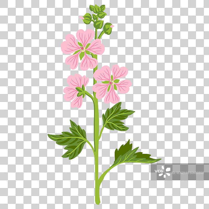 绘画花园中的锦葵花图片素材