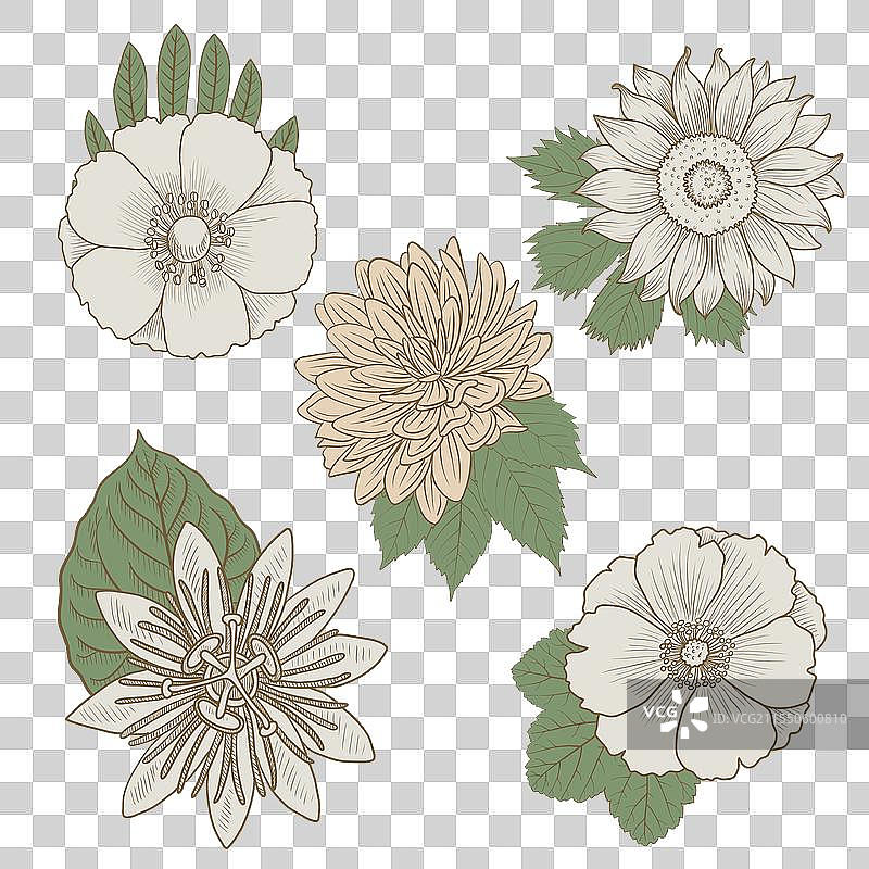 花卉与叶子的组合图片素材