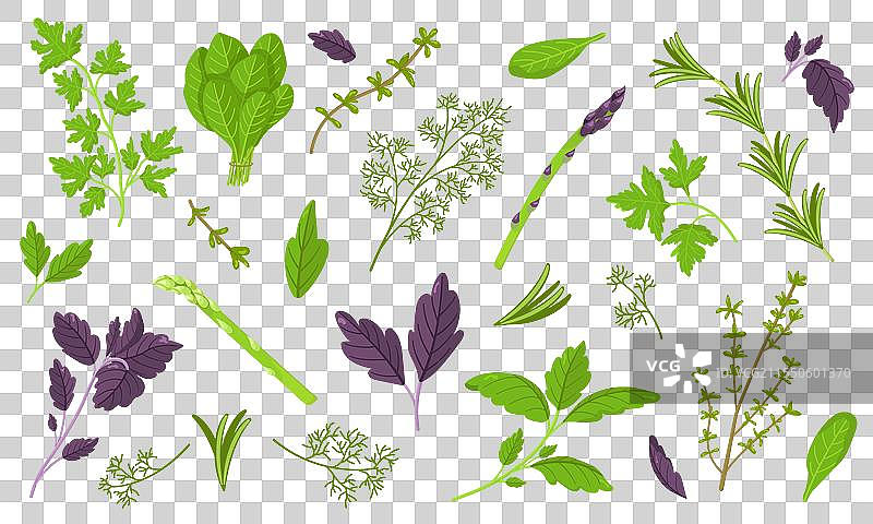莳萝和罗勒菠菜组合图片素材