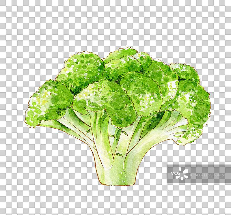 原创水彩插画之西蓝花图片素材